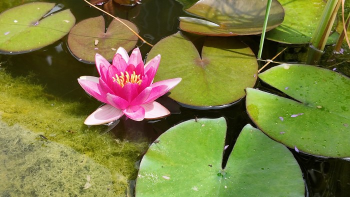 Erste Seerose im Garten